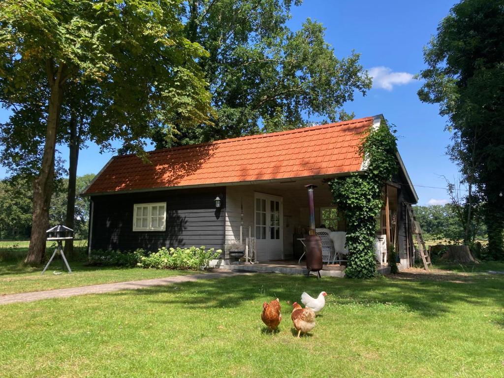 dos pollos parados frente a una casa pequeña en Bed and Breakfast Warm Welkom, en Wezep