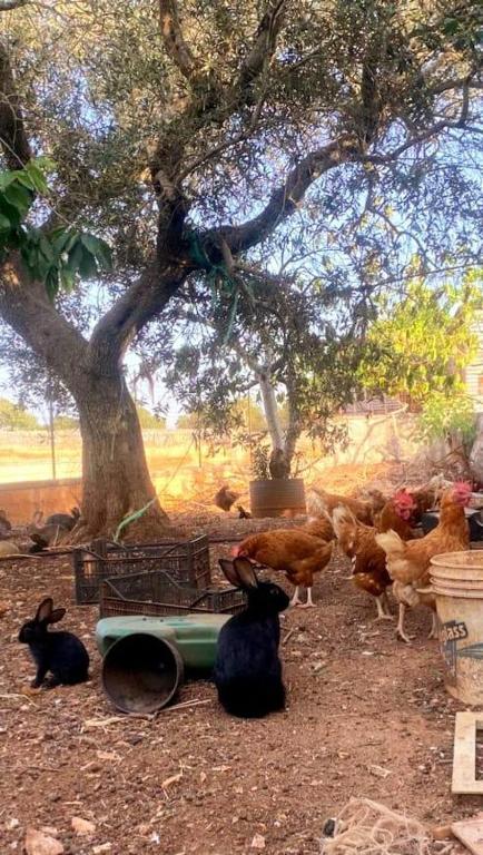 Vonkajšia záhrada v ubytovaní Masseria Parco delle Casette