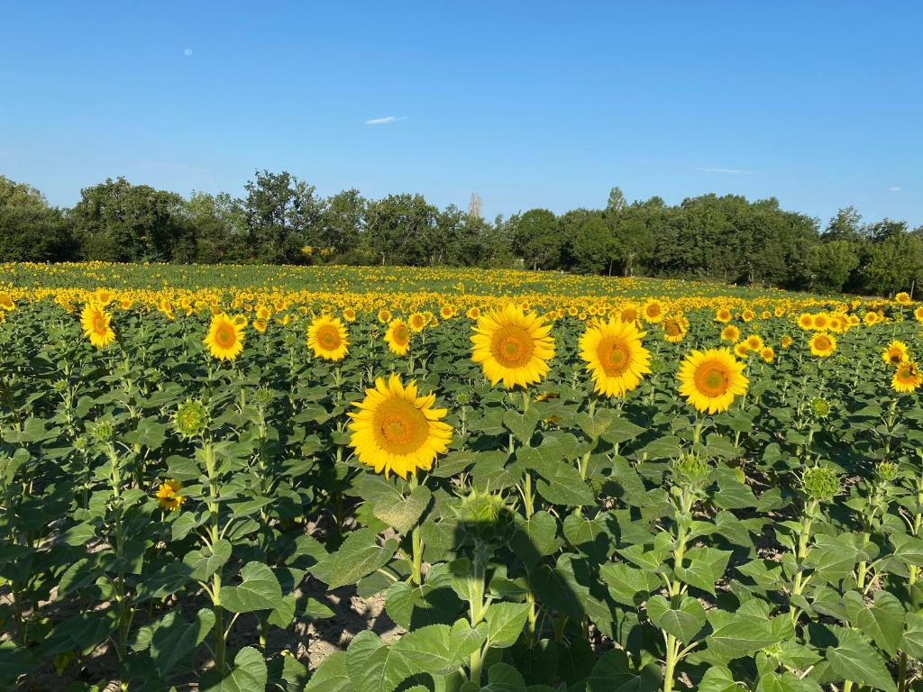 a large field of sunflowers on a sunny day at Manoir du Suquet in Bardou
