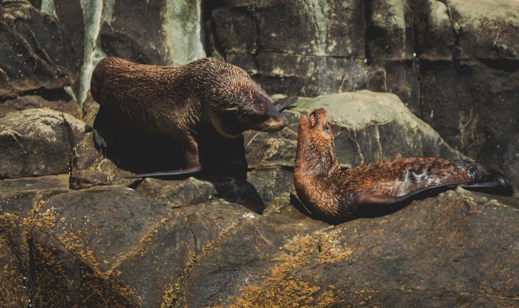 a brown bear and a seal on some rocks at Bruny Island Oceanfront Luxe Cabin with Spa in Adventure Bay