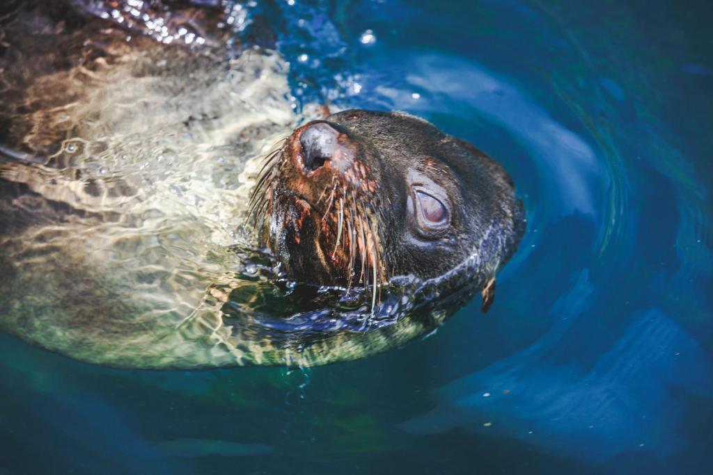 a sea turtle swimming in the water at Bruny Island Oceanfront Luxe Cabin with Spa in Adventure Bay