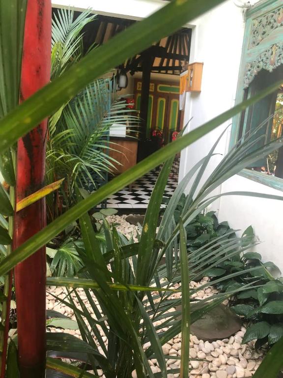 Zahrada ubytování Red Palms