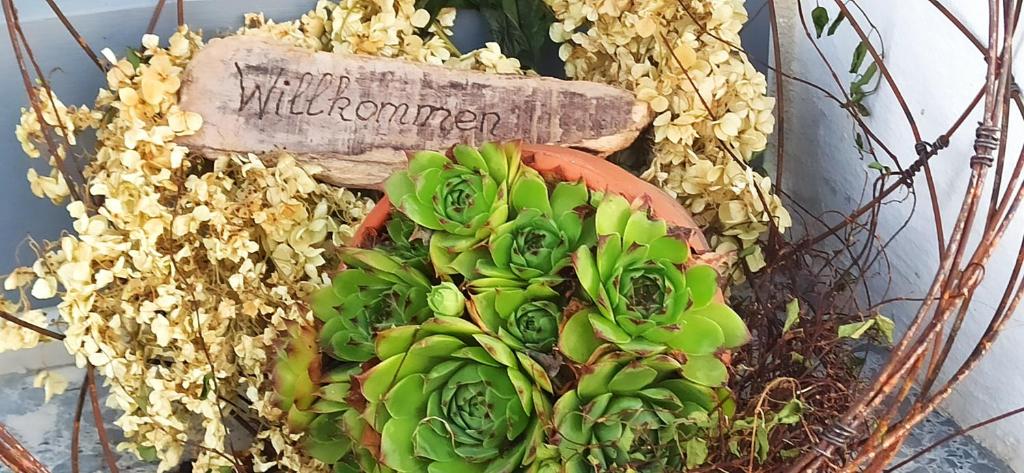 Grupa zielonych roślin w koszyku w obiekcie Alb-Biosphäre-Ferienwohnung w mieście Ingstetten