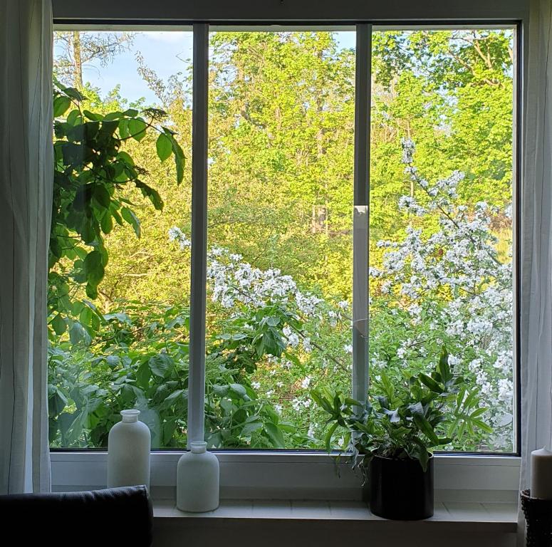 a window with two plants and two bottles on a window sill at Ferienwohnung Jeannette I in Hasselfelde