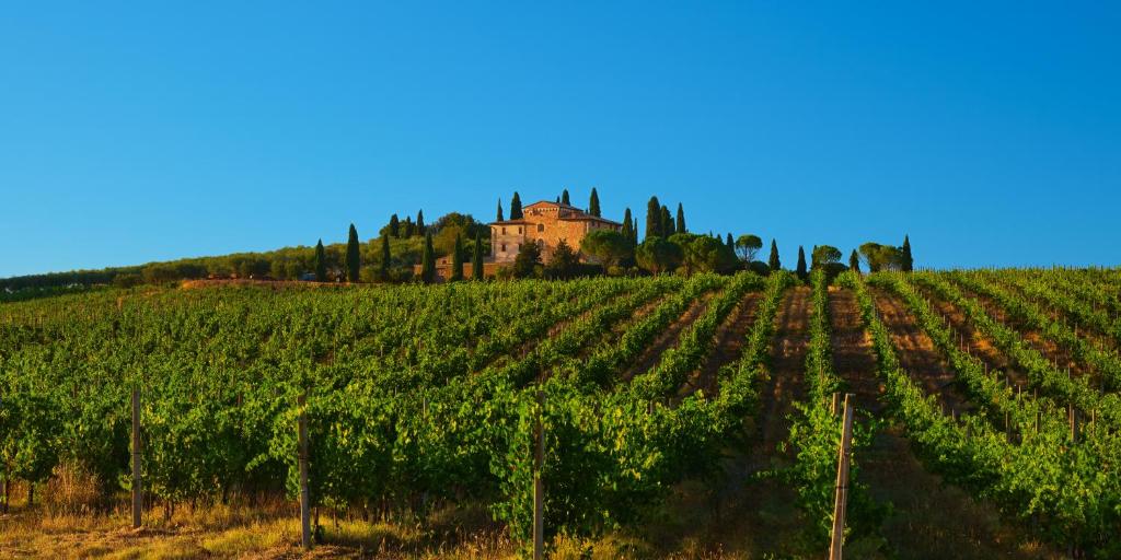 un viñedo con un castillo en el fondo en Agriturismo La Torre dell'Oliveto, en Agello