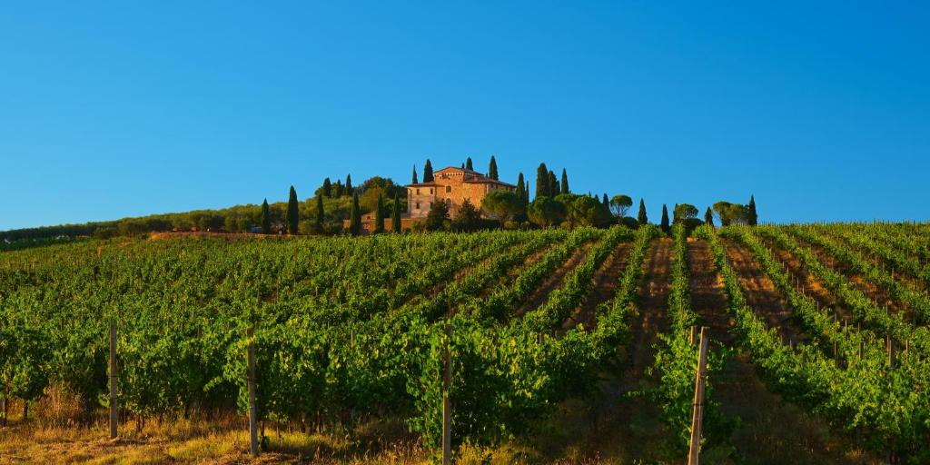 a vineyard with a castle in the background at Agriturismo La Torre dell'Oliveto in Agello