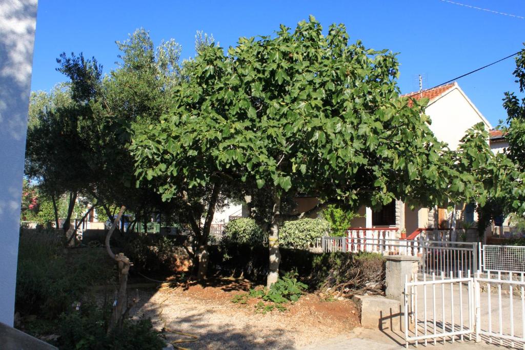 Vonkajšia záhrada v ubytovaní Apartments by the sea Zdrelac, Pasman - 697