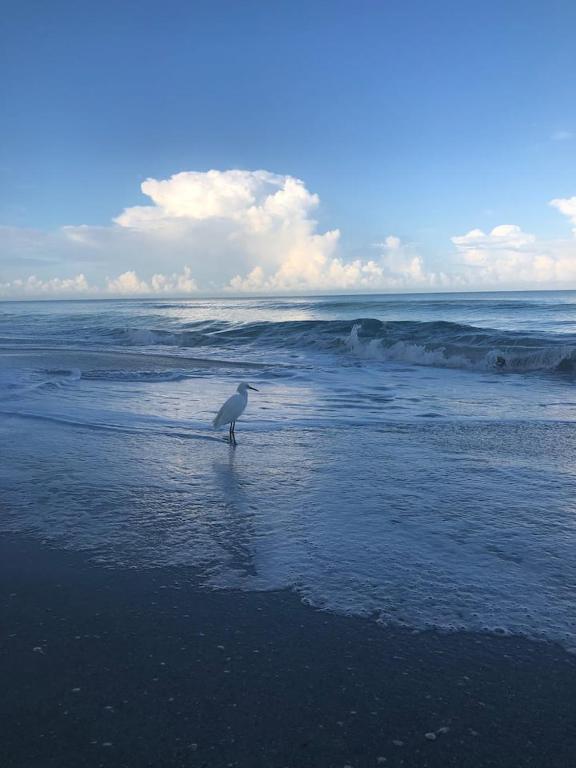 a bird standing in the water on a beach at Naples Dream at WTC with Heated Pool SPA Sauna 7 bicycles and 3 mls to beach in Naples
