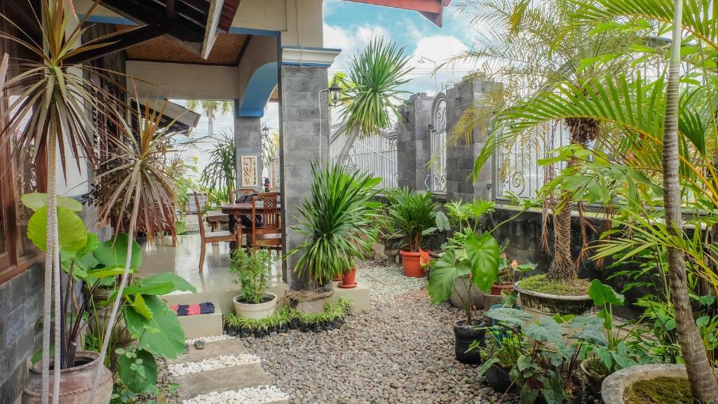 SitubondoにあるJeru Homestayのヤシの木や植物が植わる中庭
