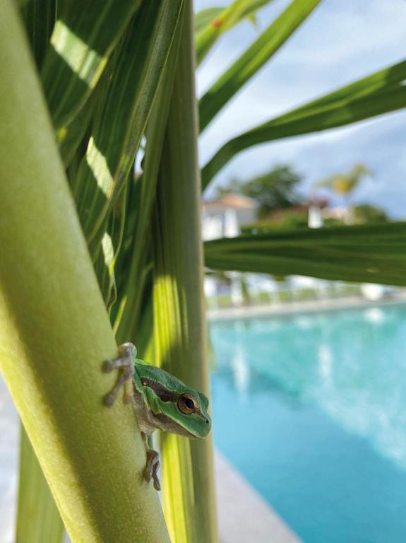 a green frog sitting on a plant next to a pool at Il Borghetto Resort & Spa in Tropea