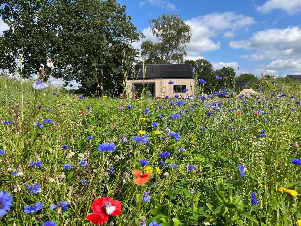 a field of flowers with a building in the background at Bij De Kei Appelscha in Appelscha