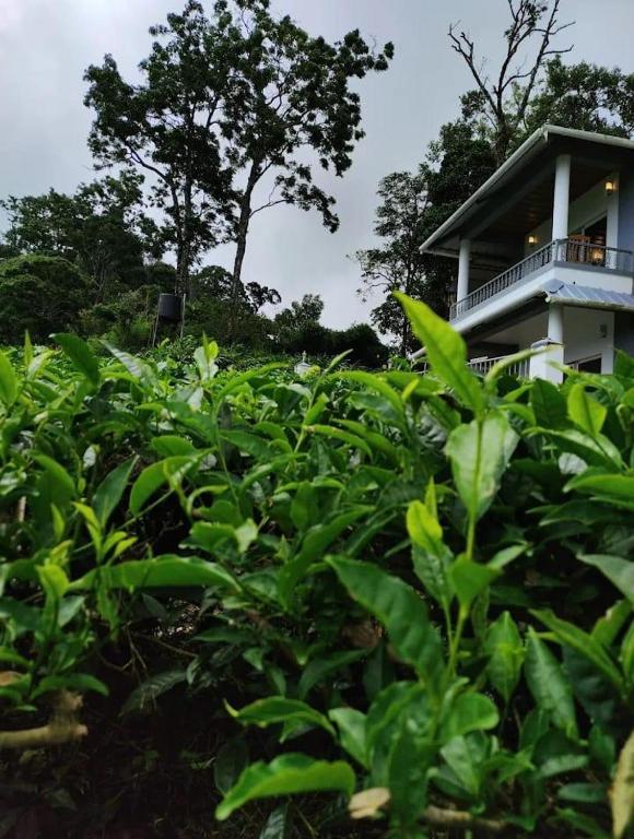 Zahrada ubytování The Nirvana Resort Munnar