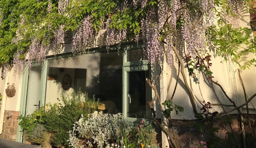 a window of a house with purple wisterias at Cosy comfortable Slice of Heaven Annex in Porlock in Porlock