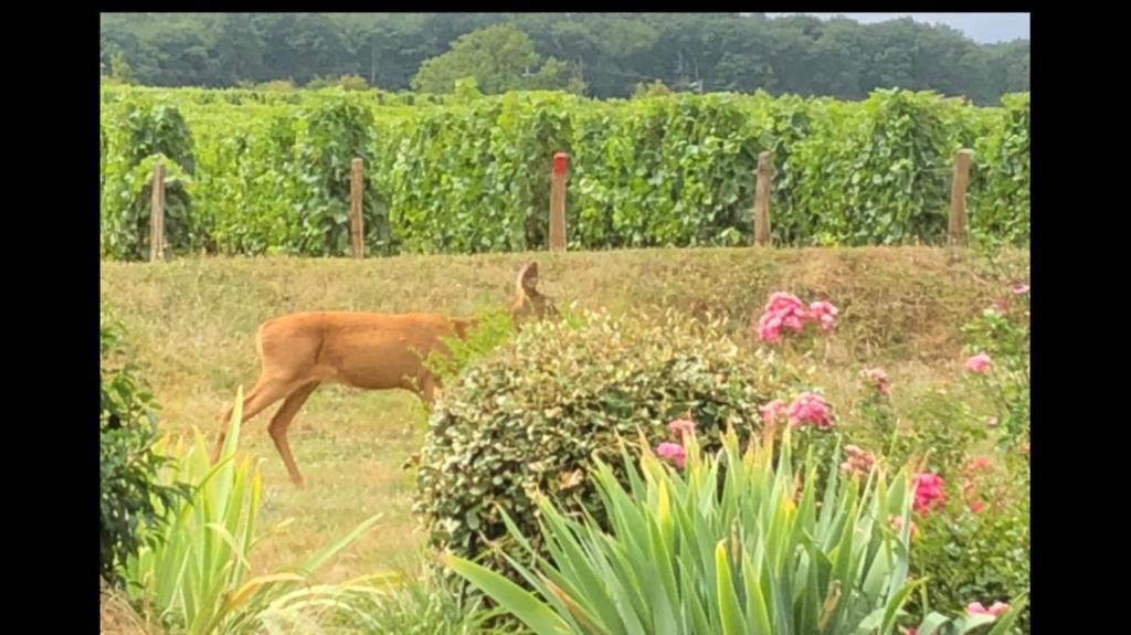 Ein Hirsch steht auf einem Feld neben einigen Blumen in der Unterkunft Avre de Paix au pied des Vignes in Thauvenay