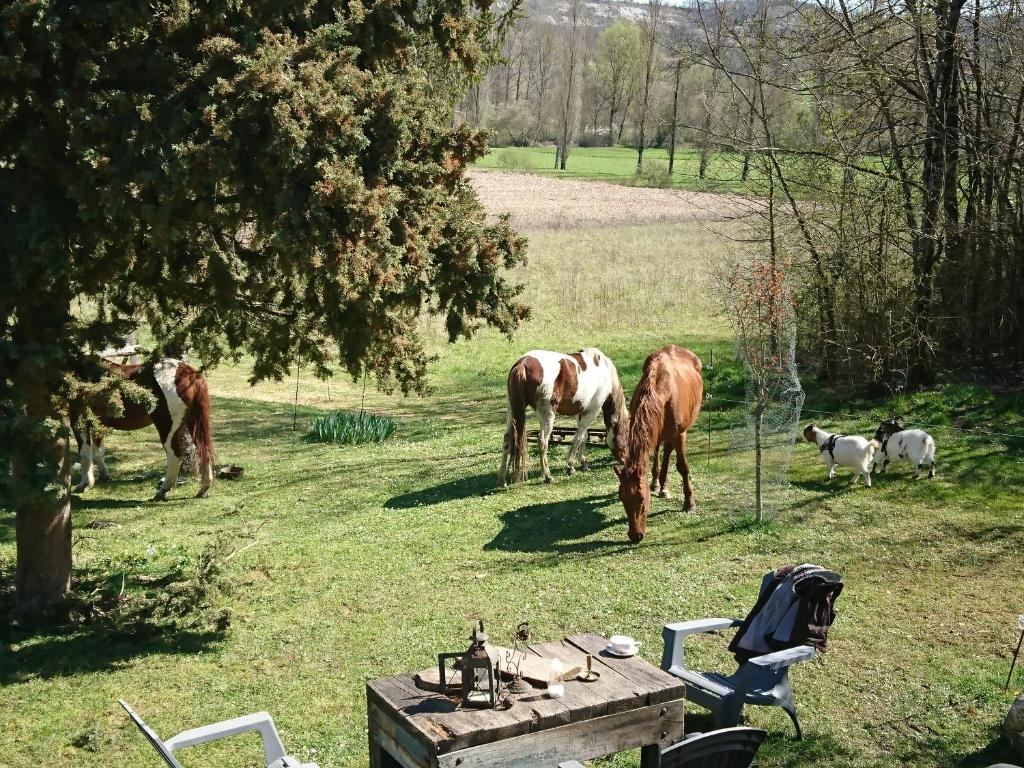 a group of horses grazing in a field at Comfortable Quiet House in the countryside Porte-du-Quercy for 8 people in Sérignac
