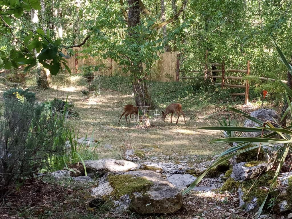 two deer standing in a field near a tree at Echappée sauvage in Masquières