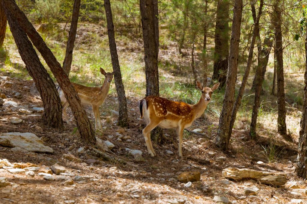 Fotografia z galérie ubytovania Kampaoh Cazorla v destinácii El Valle