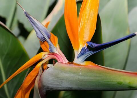 a close up of a flower with orange and purple at Birgits Lodge in Rheinbach