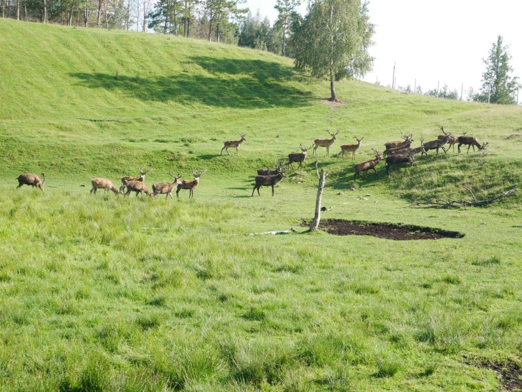 Zvieratá v dovolenkovom dome alebo blízkom okolí