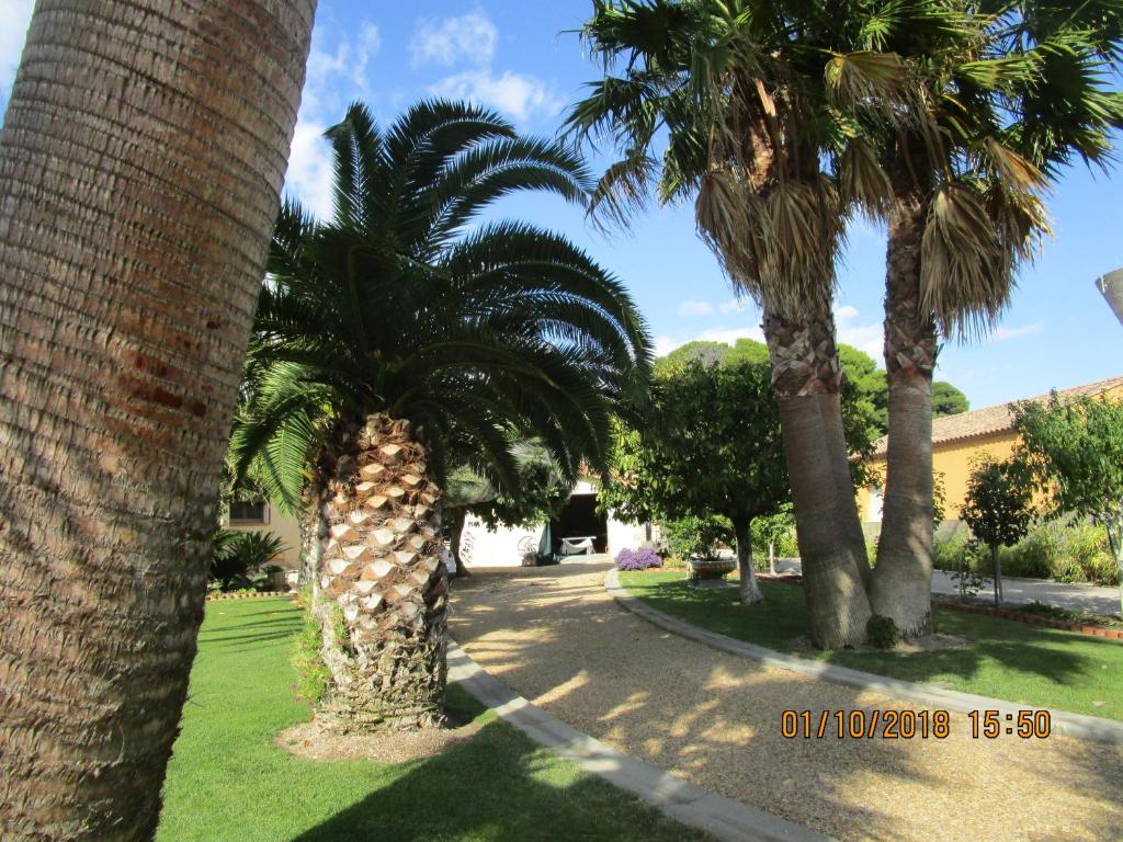 a group of palm trees in a park at les palmiers in Vias