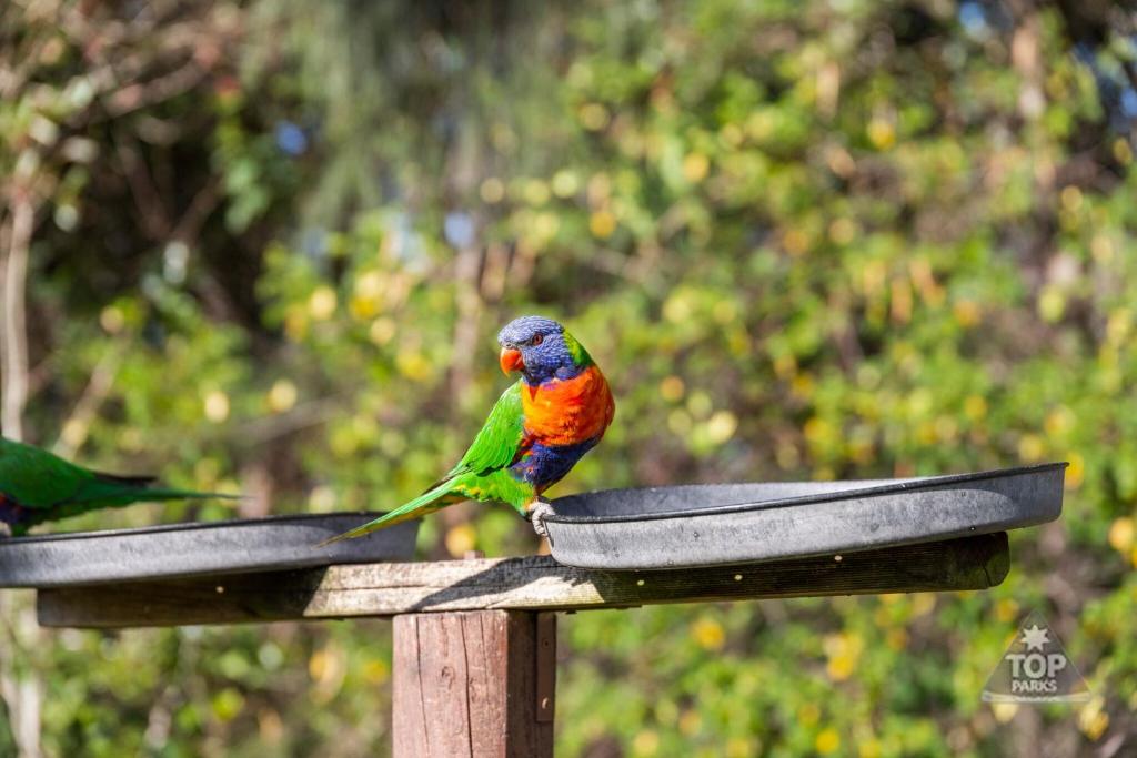 a colorful bird perched on top of a bird feeder at Lorikeet Holiday Park in Arrawarra