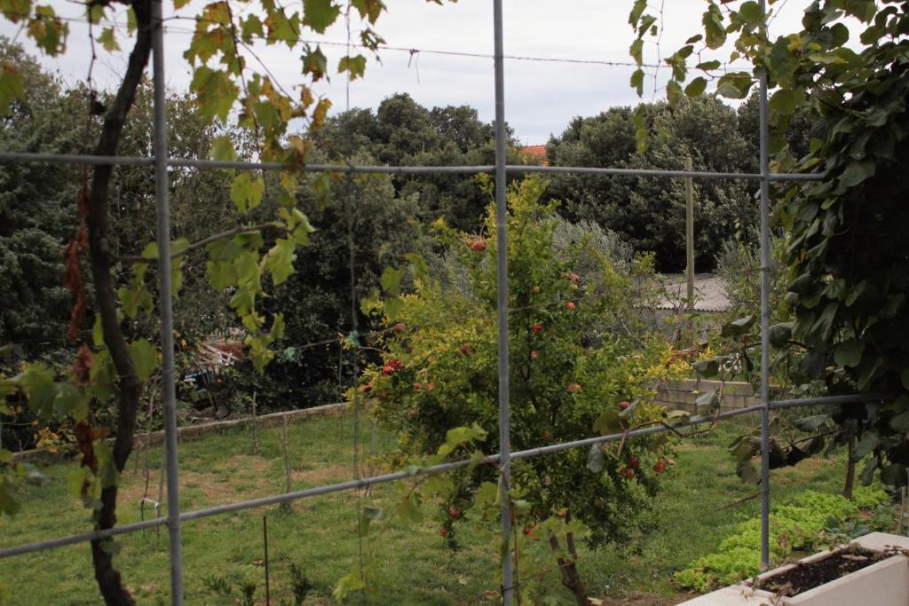 Ogród w obiekcie Apartments by the sea Vrsi - Mulo, Zadar - 5791