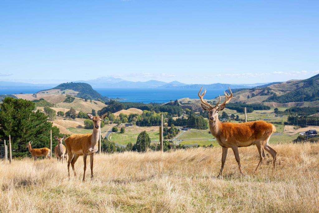 Hilltop Whakaipo Estate - Resim 11