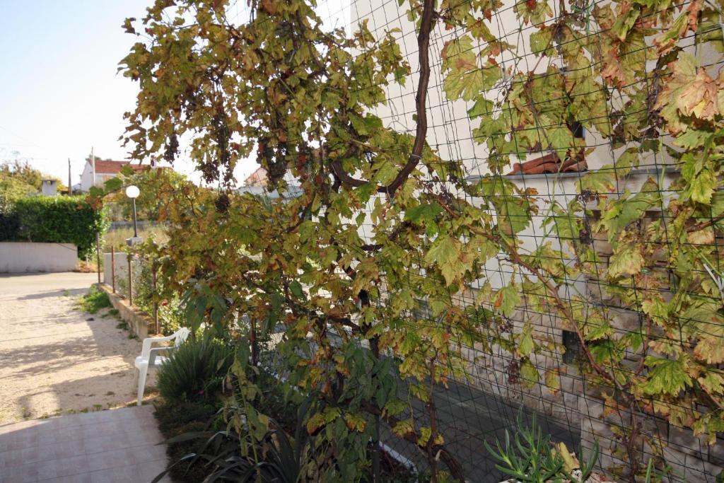 Vonkajšia záhrada v ubytovaní Apartments with a parking space Zadar - Diklo, Zadar - 5875