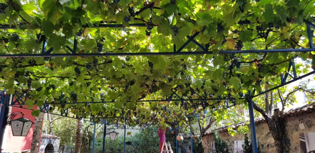 Fotografie z fotogalerie ubytování Villa Themistokli v destinaci Korçë
