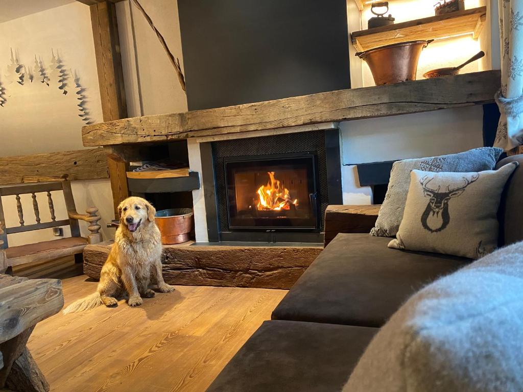a dog sitting in a living room with a fireplace at Hotel Edelweiss in Limone Piemonte