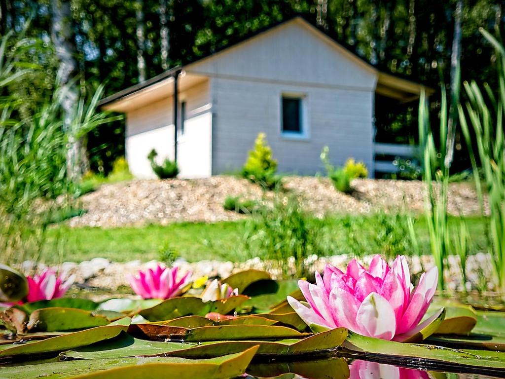 a group of pink water lilies in a pond at Obora resort in Lanškroun