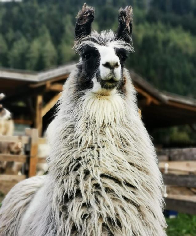 Zvířata v prázdninového domu nebo okolí