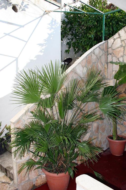 Zahrada ubytování Apartments by the sea Drasnice, Makarska - 6051