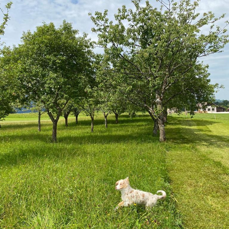 Zahrada ubytování Biohof-Feichtinger