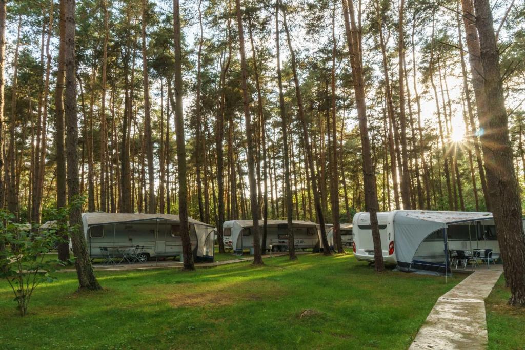Urlaub im Wohnwagen mitten im Wald في Lütow: مجموعة من الحافلات في الغابة