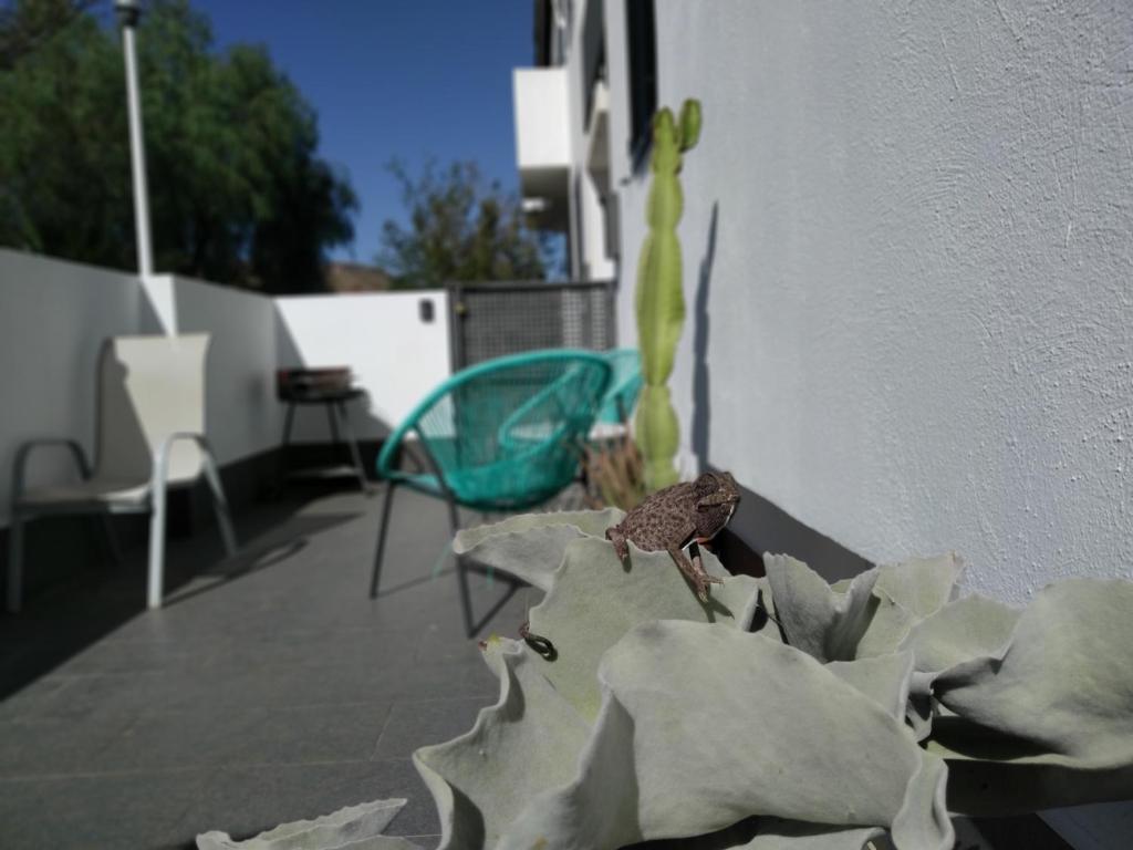 a small frog sitting on top of a flower at PiedraNegra, apartamento completo con patio, terraza y BBQ in Rodalquilar