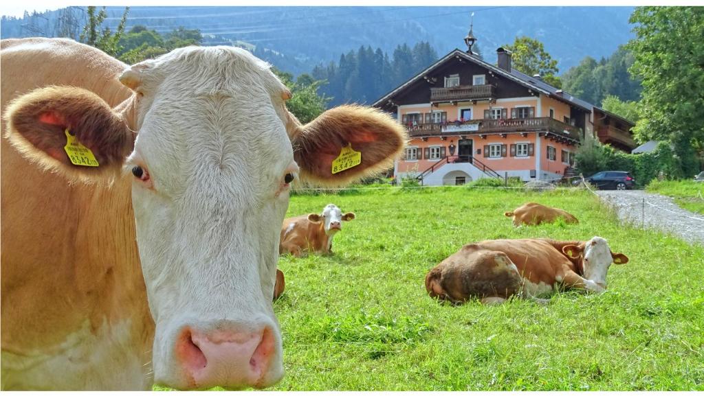um efectivo de vacas que se encontra num campo de relva em AlpinResort DerBacherhof em Niedernsill