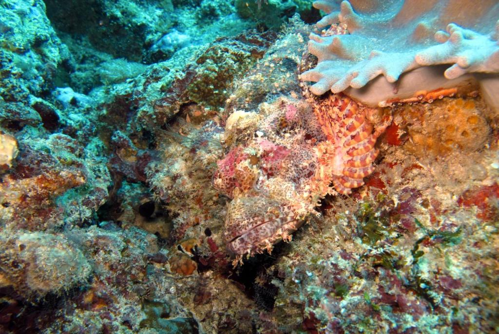 Fotografie z fotogalerie ubytování Dive Planet Mafia Island v destinaci Utende