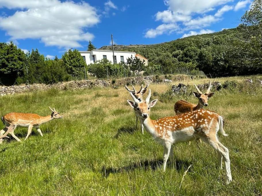 un groupe de cerfs debout dans un champ dans l'établissement Quinta do Borges, à Guarda