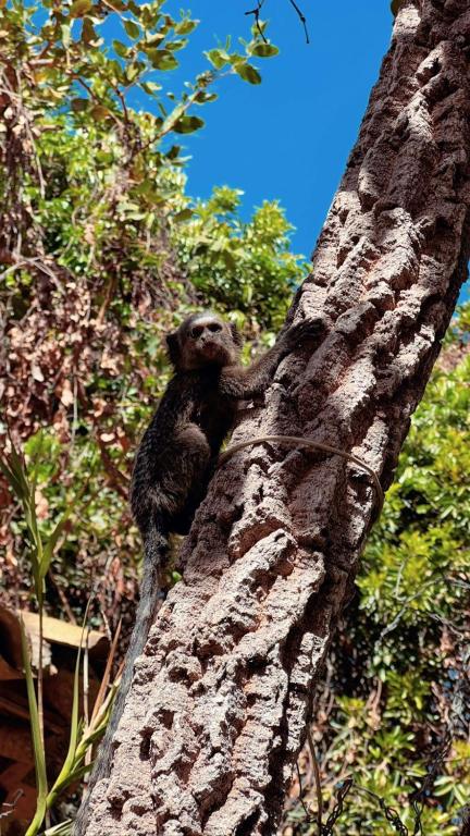 a sloth climbing on the side of a tree at Casa Amarela Cipó Suítes e Cipó Kombi VIP 600m centro Serra do Cipó in Santana do Riacho