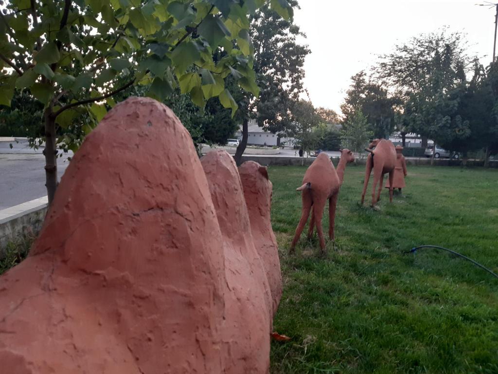 Zvířata v hotelu nebo okolí