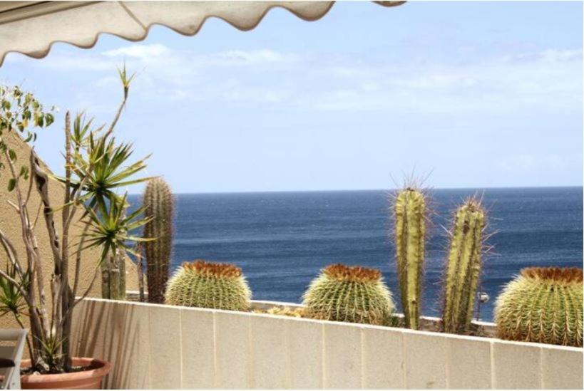 un gruppo di cactus su un balcone con vista sull'oceano di Apartamento frente al mar a Radazul