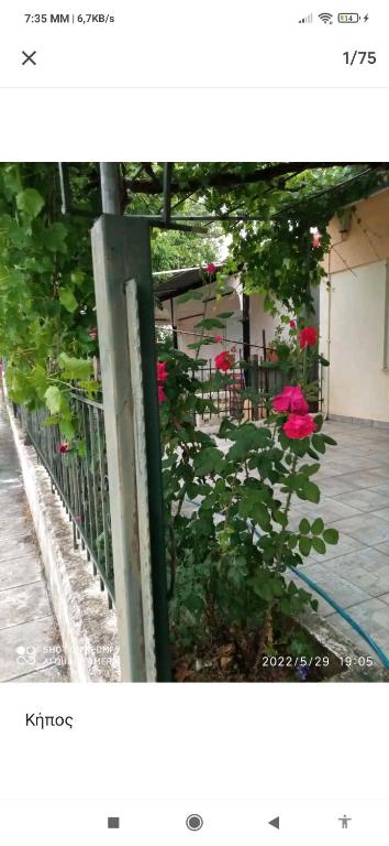 a fence with a bunch of pink roses at Kolhida home in Kilkís