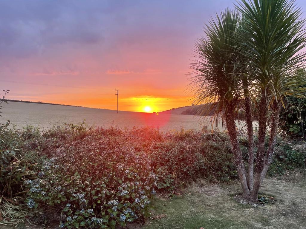 uma palmeira em frente a um pôr-do-sol em Westerley Country B & B with exclusive Guest lounge em Buckfastleigh