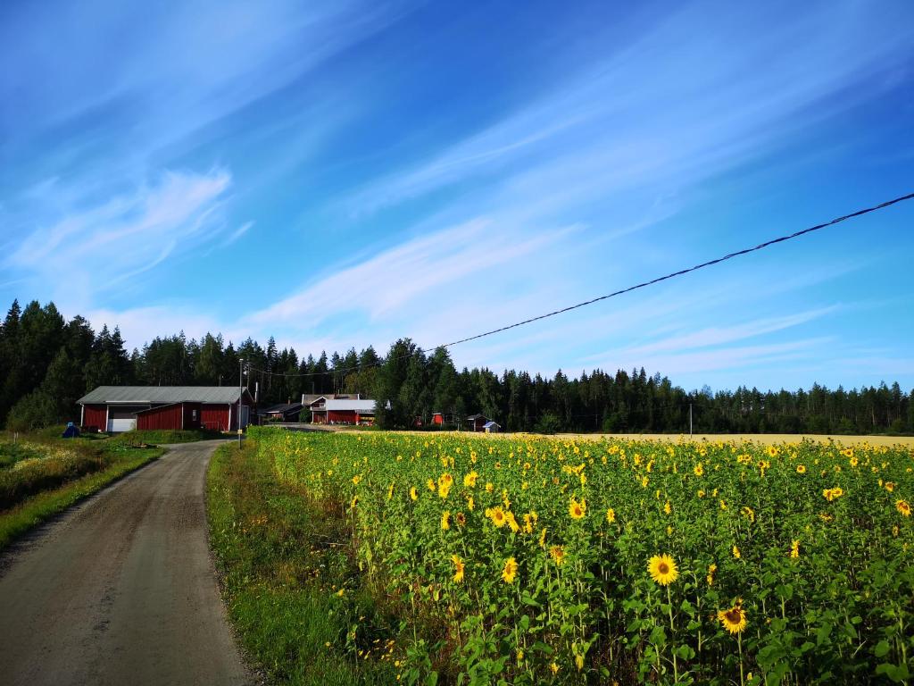un campo de girasoles junto a un camino de tierra en Maatilamatkailu Ilomäki, en Peräseinäjoki