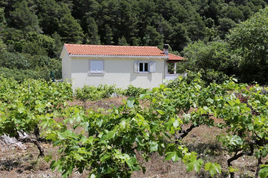 Vonkajšia záhrada v ubytovaní Apartments with a parking space Trstenik, Peljesac - 10109