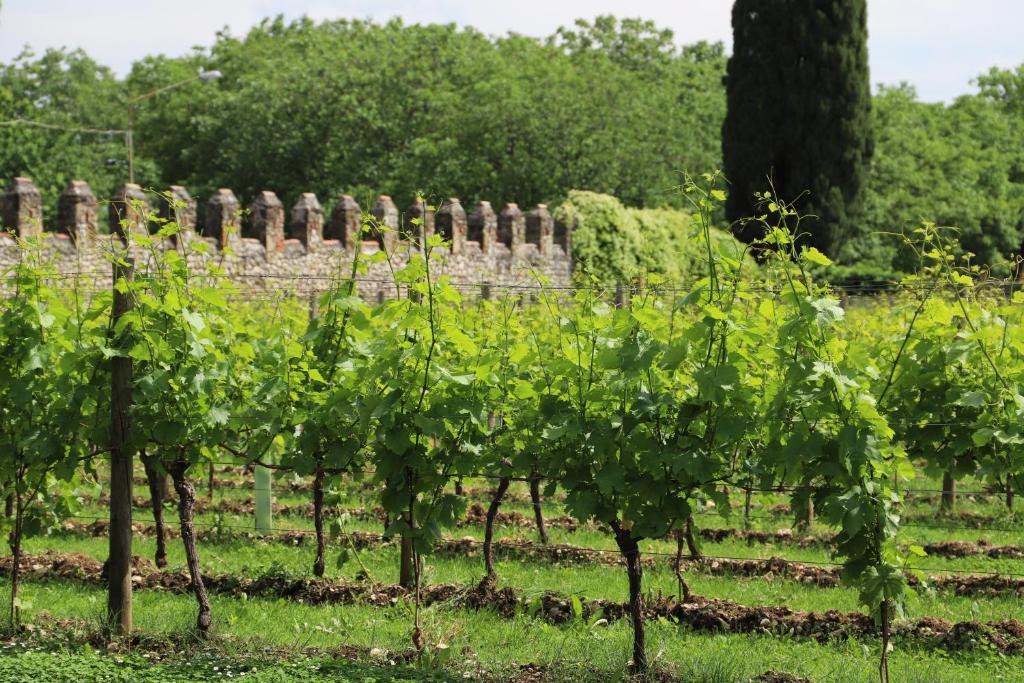Vonkajšia záhrada v ubytovaní Volpe Pasini - Wine and Rooms
