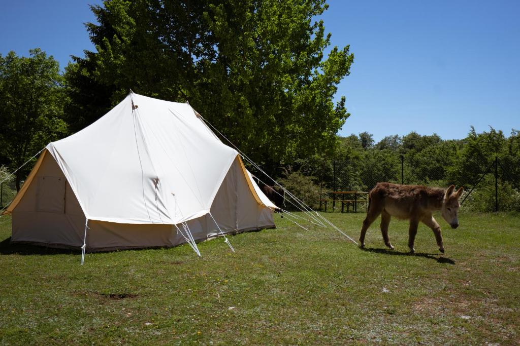 Un caballo caminando junto a una tienda en un campo en Kampaoh Sierra de Urbasa, en Bacáicoa