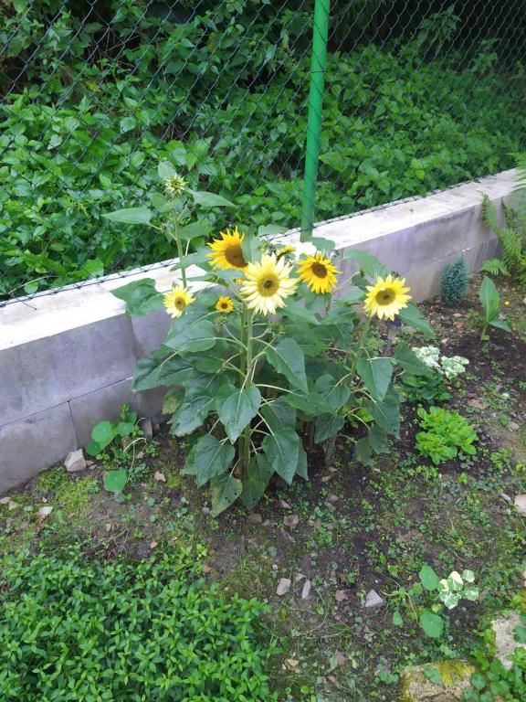 Zahrada ubytování Chata na řece Sázavě