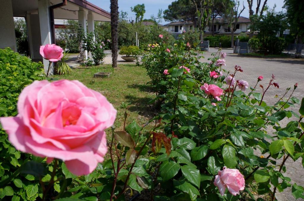 a pink rose in a garden of flowers at B&B Cà d'Artisti in Caorle